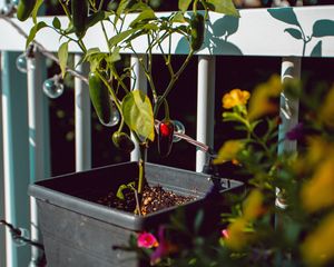 Preview wallpaper pepper, bush, pot, plant, decorative