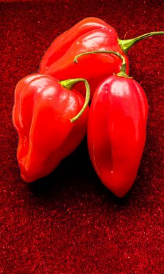 240x400 Wallpaper peppers, chilli, spicy, red