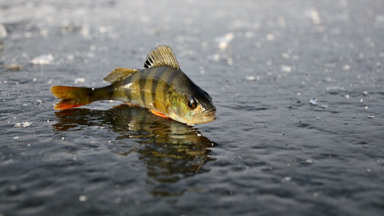 Wallpaper perch, ice, fishing, winter, reflection