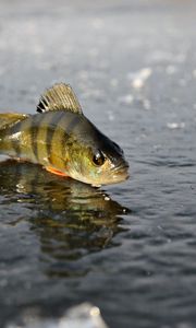 Preview wallpaper perch, ice, fishing, winter, reflection