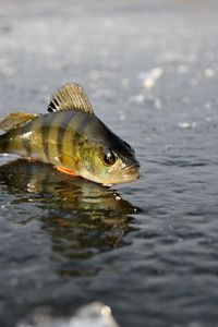 Preview wallpaper perch, ice, fishing, winter, reflection