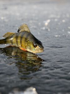 Preview wallpaper perch, ice, fishing, winter, reflection