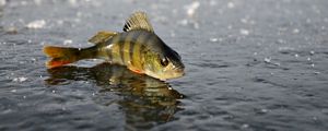 Preview wallpaper perch, ice, fishing, winter, reflection