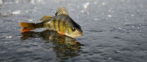 Preview wallpaper perch, ice, fishing, winter, reflection