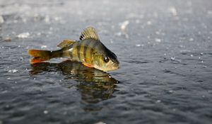 Preview wallpaper perch, ice, fishing, winter, reflection