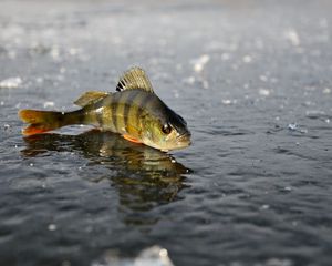 Preview wallpaper perch, ice, fishing, winter, reflection