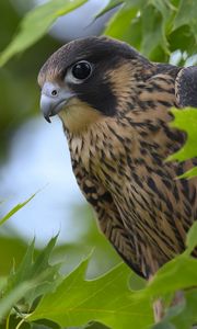 Preview wallpaper peregrine falcon, bird, beak, wild