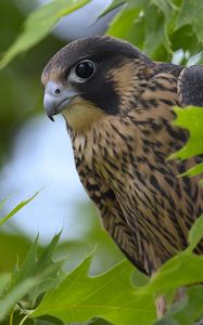 Preview wallpaper peregrine falcon, bird, beak, wild