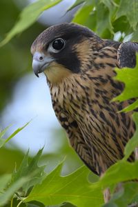 Preview wallpaper peregrine falcon, bird, beak, wild