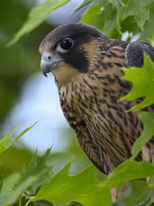 Preview wallpaper peregrine falcon, bird, beak, wild