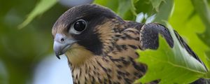 Preview wallpaper peregrine falcon, bird, beak, wild