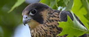 Preview wallpaper peregrine falcon, bird, beak, wild