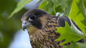 Preview wallpaper peregrine falcon, bird, beak, wild