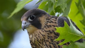 Preview wallpaper peregrine falcon, bird, beak, wild