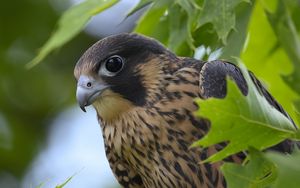 Preview wallpaper peregrine falcon, bird, beak, wild