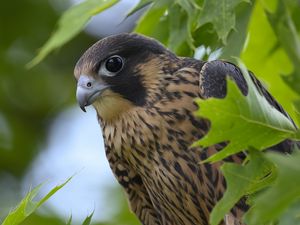 Preview wallpaper peregrine falcon, bird, beak, wild