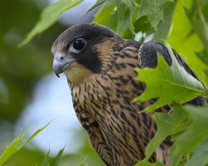 Preview wallpaper peregrine falcon, bird, beak, wild