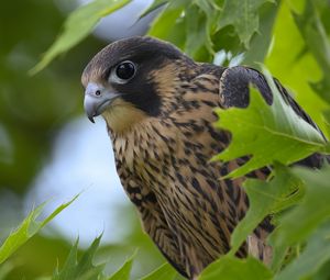 Preview wallpaper peregrine falcon, bird, beak, wild