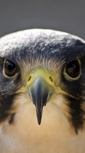 Preview wallpaper peregrine falcon, bird, head, beak