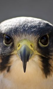 Preview wallpaper peregrine falcon, bird, head, beak