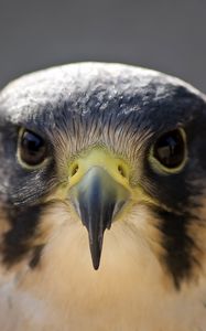 Preview wallpaper peregrine falcon, bird, head, beak