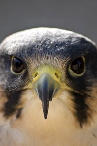 Preview wallpaper peregrine falcon, bird, head, beak