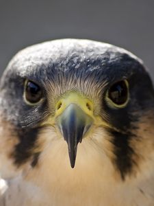 Preview wallpaper peregrine falcon, bird, head, beak