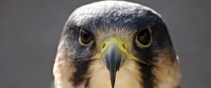 Preview wallpaper peregrine falcon, bird, head, beak