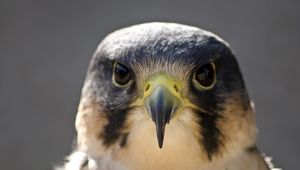 Preview wallpaper peregrine falcon, bird, head, beak