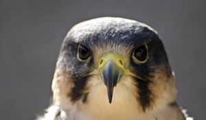 Preview wallpaper peregrine falcon, bird, head, beak