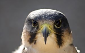 Preview wallpaper peregrine falcon, bird, head, beak