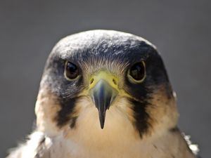 Preview wallpaper peregrine falcon, bird, head, beak