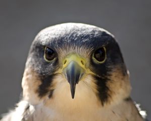 Preview wallpaper peregrine falcon, bird, head, beak