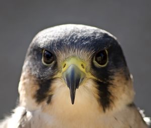 Preview wallpaper peregrine falcon, bird, head, beak