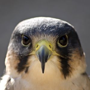 Preview wallpaper peregrine falcon, bird, head, beak