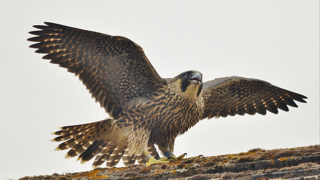 Wallpaper peregrine falcon, bird, predator, falco peregrinus
