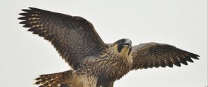 Preview wallpaper peregrine falcon, bird, predator, falco peregrinus