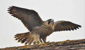 Preview wallpaper peregrine falcon, bird, predator, falco peregrinus