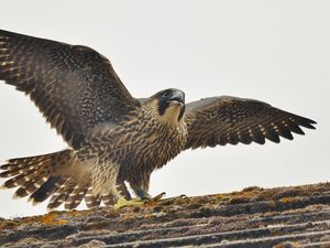 Preview wallpaper peregrine falcon, bird, predator, falco peregrinus