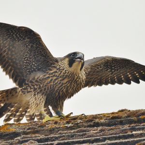 Preview wallpaper peregrine falcon, bird, predator, falco peregrinus