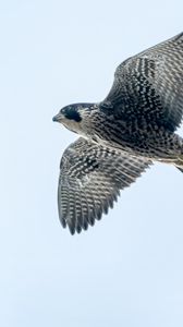 Preview wallpaper peregrine falcon, bird, wings, flight, sky