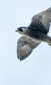 Preview wallpaper peregrine falcon, bird, wings, flight, sky