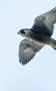 Preview wallpaper peregrine falcon, bird, wings, flight, sky