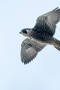 Preview wallpaper peregrine falcon, bird, wings, flight, sky