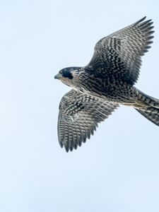 Preview wallpaper peregrine falcon, bird, wings, flight, sky