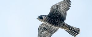 Preview wallpaper peregrine falcon, bird, wings, flight, sky