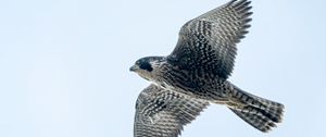 Preview wallpaper peregrine falcon, bird, wings, flight, sky