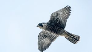 Preview wallpaper peregrine falcon, bird, wings, flight, sky