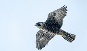 Preview wallpaper peregrine falcon, bird, wings, flight, sky