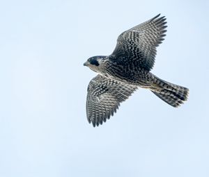 Preview wallpaper peregrine falcon, bird, wings, flight, sky